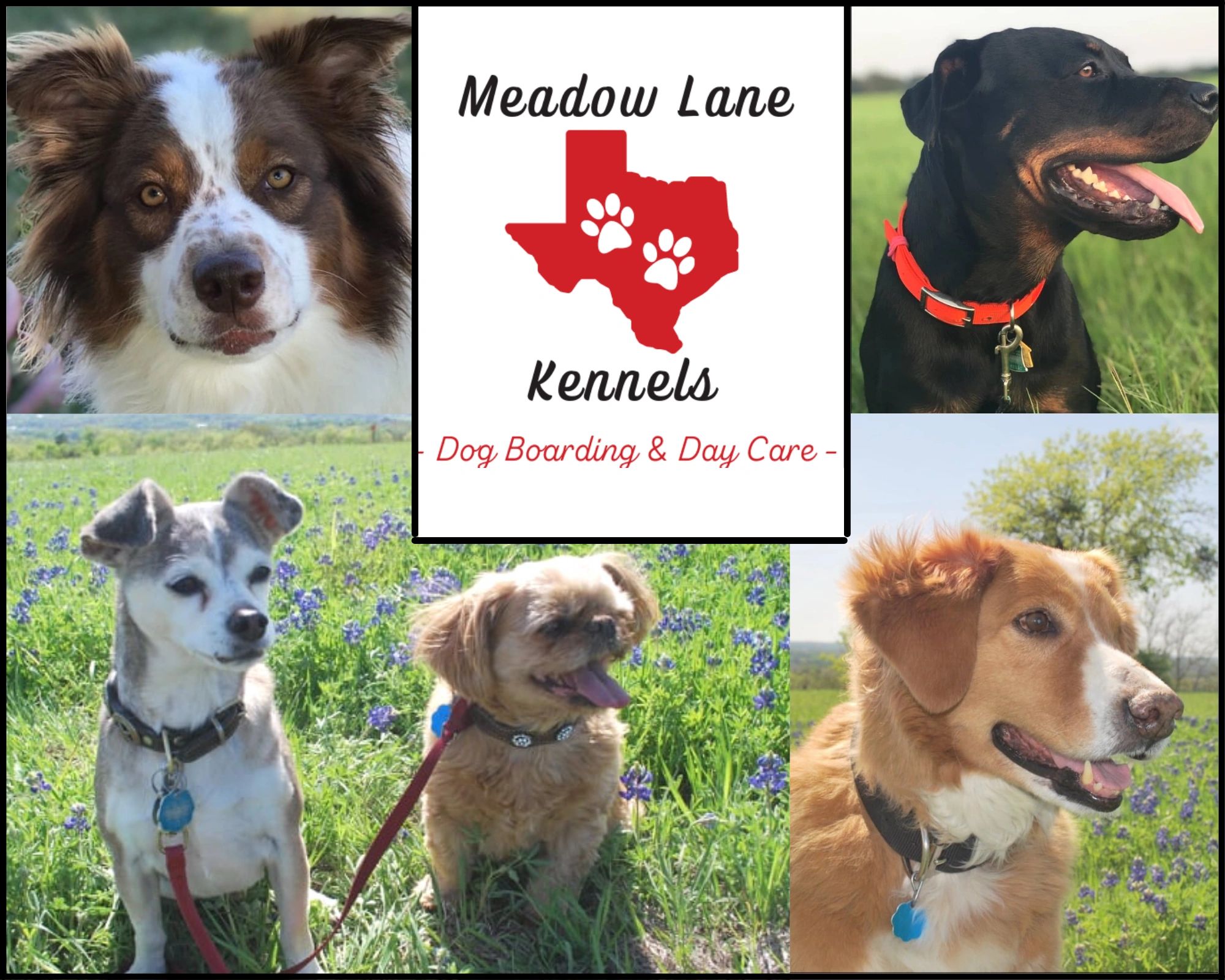 Meadow Lane Kennels Boarding Kennels Weatherford, Texas